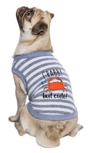 'Crabby But Cute Tee' Embroidered Dog Shirt - Trendy Pet Apparel for Dogs & Cats, Gray and White Stripes