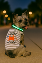 'Crabby But Cute Tee' Embroidered Dog Shirt - Trendy Pet Apparel for Dogs & Cats, Gray and White Stripes